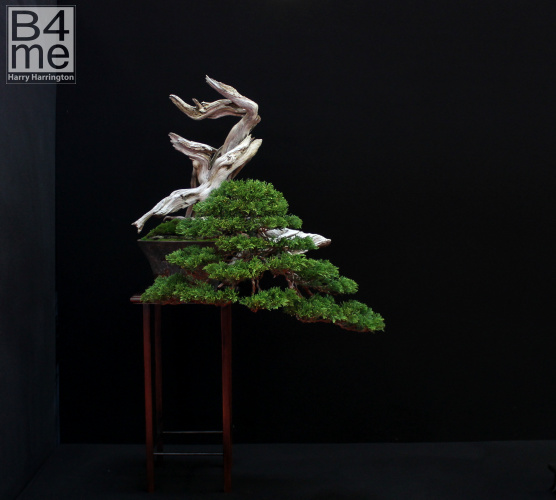 pine bonsai
